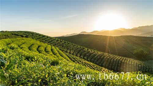 景谷大白茶的历史