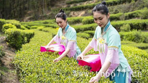 白牡丹茶是白茶中一种名优茶品