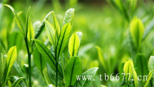 台湾高山乌龙茶属于什么茶