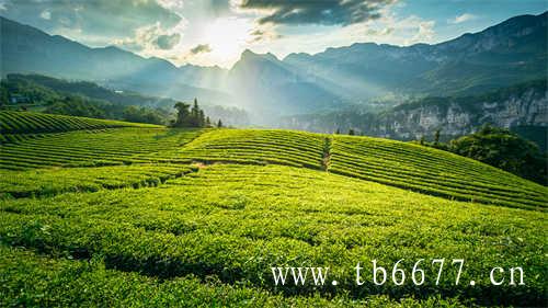 普洱茶的海拔高度对茶品质的影响