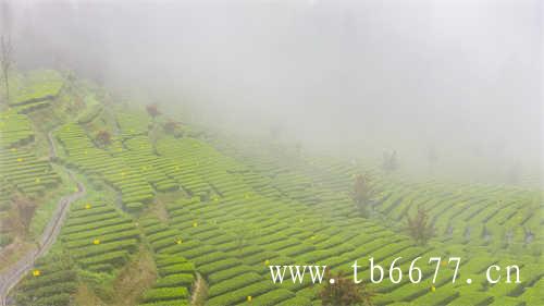 2017年高山老白茶_福鼎