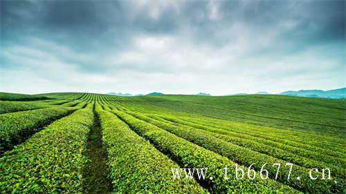 绿茶头春茶时间一般从2月延至4月