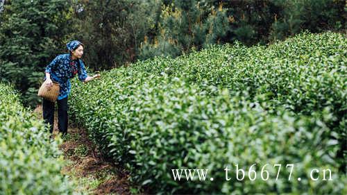 夏季喝白茶好还是绿茶好