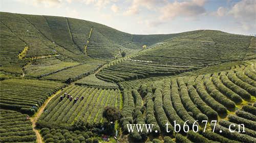 2021年福鼎市白茶产量3.4万吨