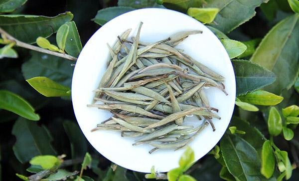 白茶的价格是多少钱一斤老寿眉