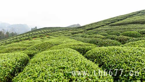 乌龙茶是绿茶