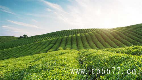 屏南茶产业的发展茶文化