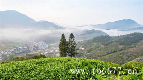 福建十大名茶你知道几种