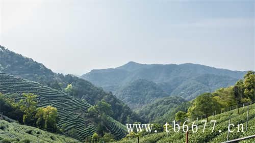 2016年的高山寿眉茶花香浓郁