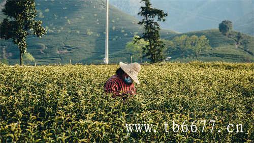 影响福鼎老白茶价格的因素有哪些
